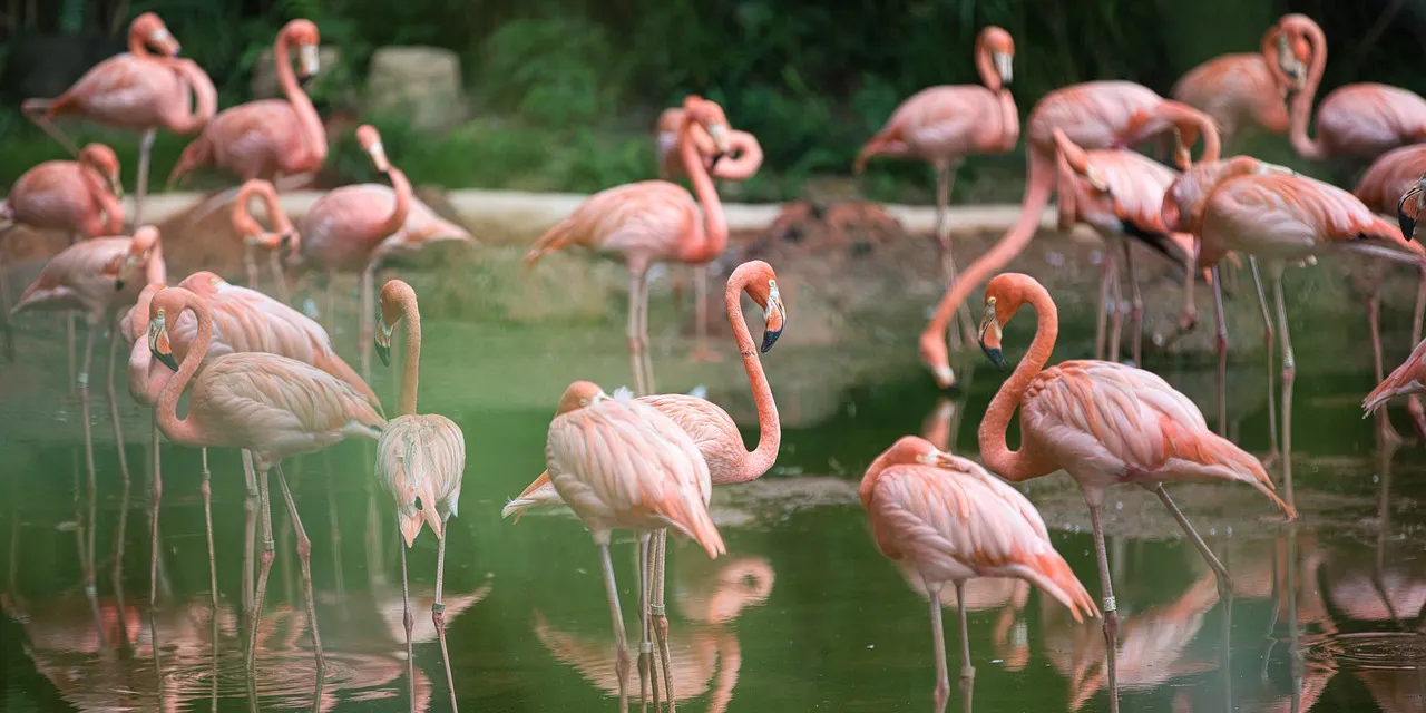 La rosa: sobre el origen del nombre del flamenco